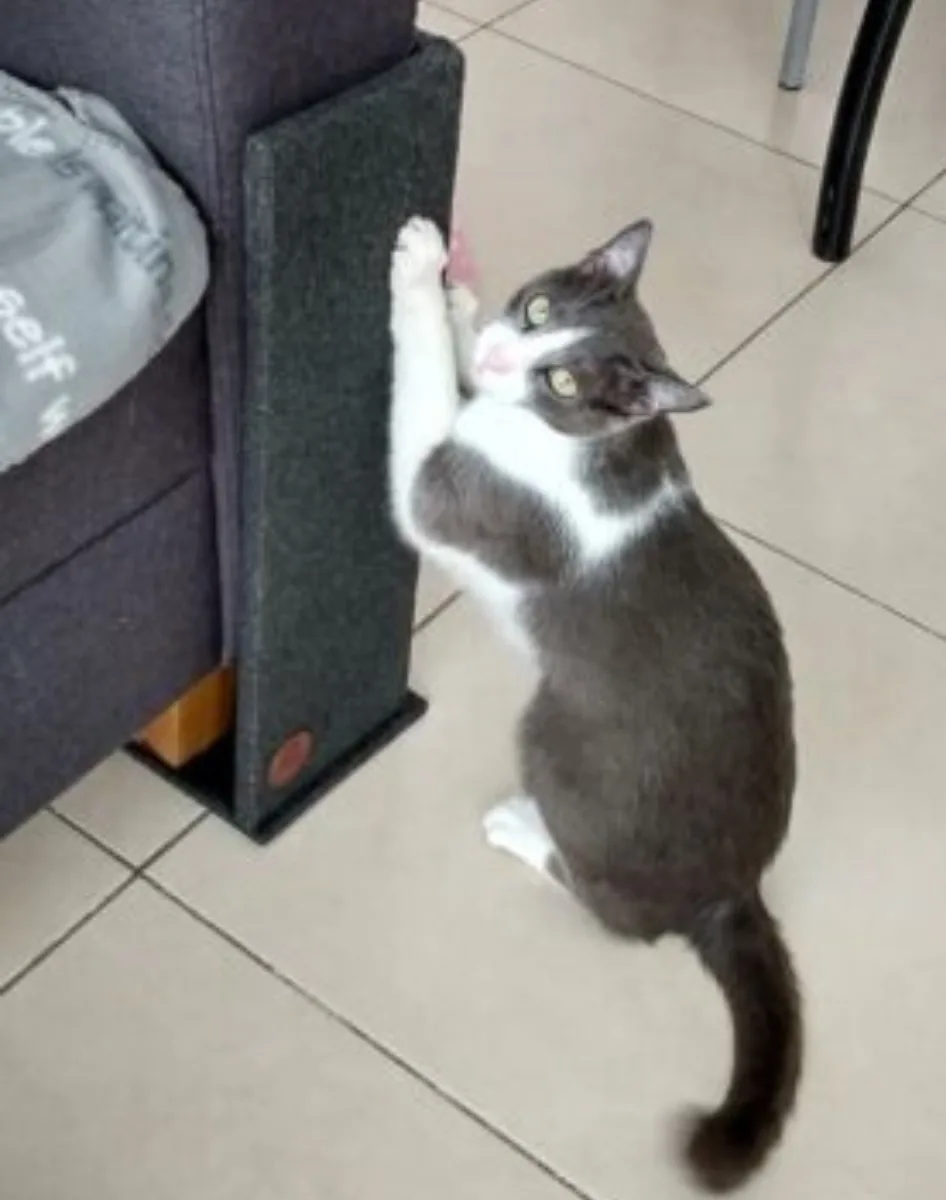 Rascador Esquinero de Madera para Gatos - Protege tu Sofá 🐱🛋️