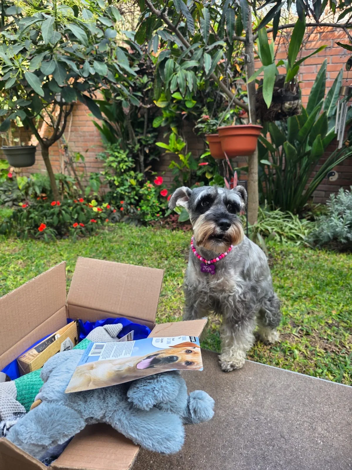 🎂🎁 Box de Regalo y Cumpleaños para Mascotas | Peludos Box