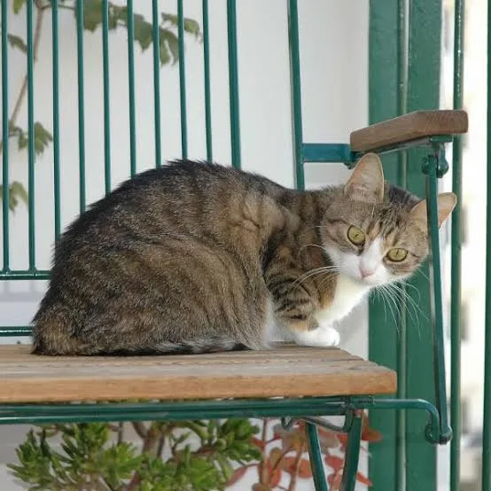 Foto de PetAura